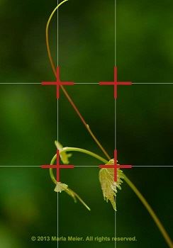 Grid-lines in camera